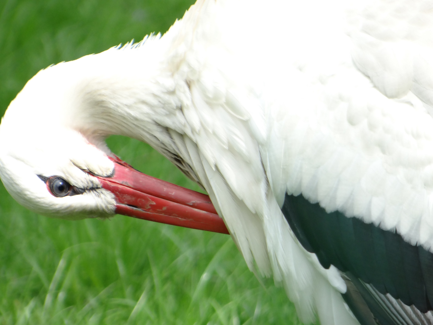 putzender Storch