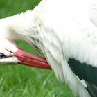 putzender Storch