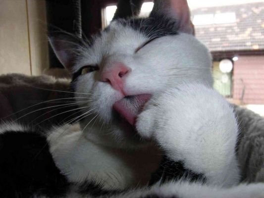 Putze,Putze,Saubermache....