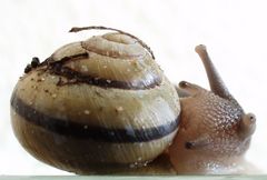 "Putzer-Schnecke"