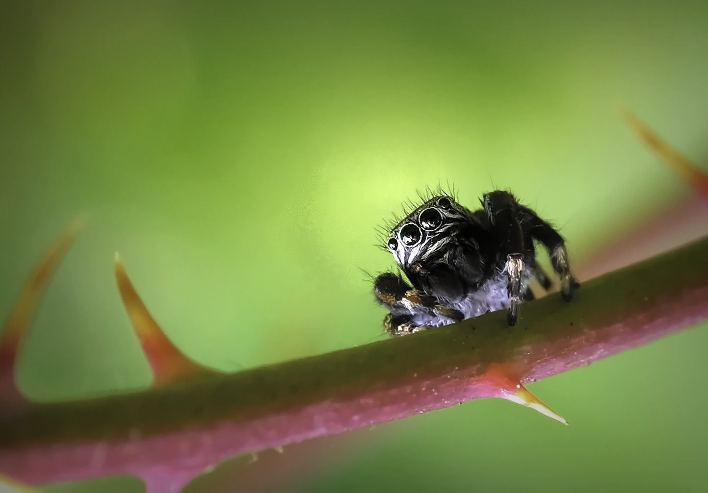 Putzig Foto & Bild tiere, wildlife, spinnen Bilder auf