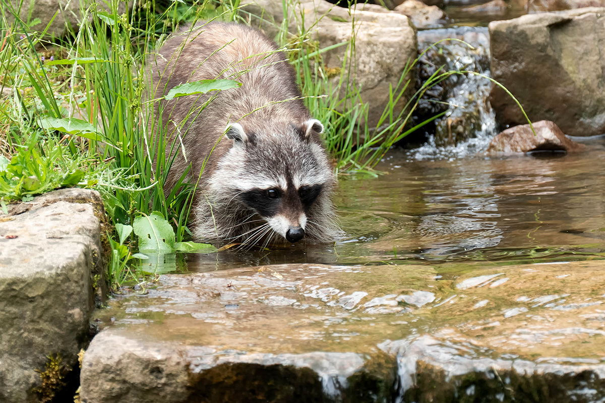 Putzig sind sie Foto & Bild natur, tiere, säugetiere Bilder auf