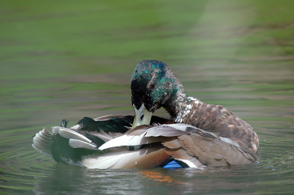 "Putzige" Ente