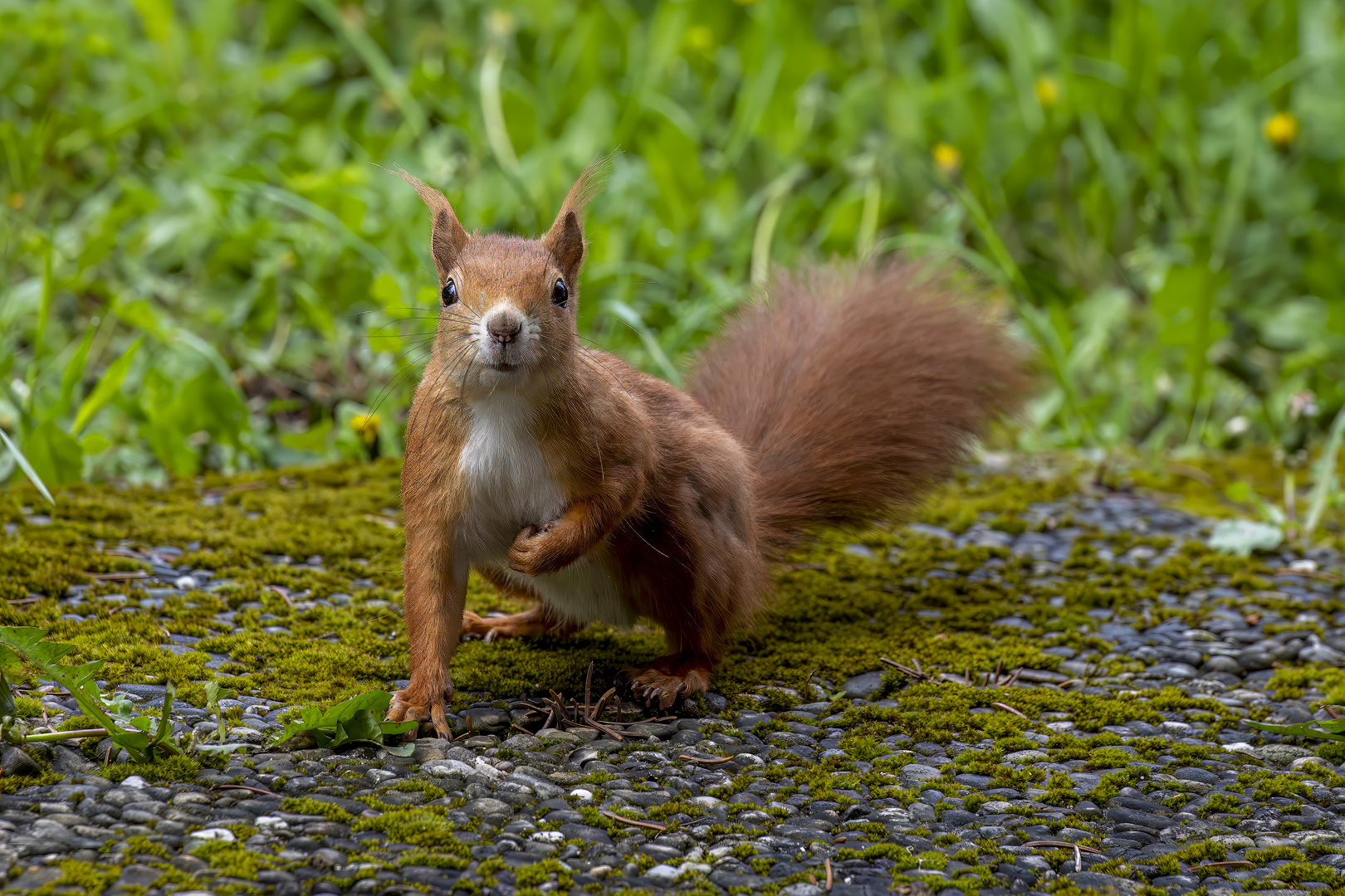 Putziger Gast im Garten