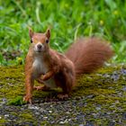 Putziger Gast im Garten