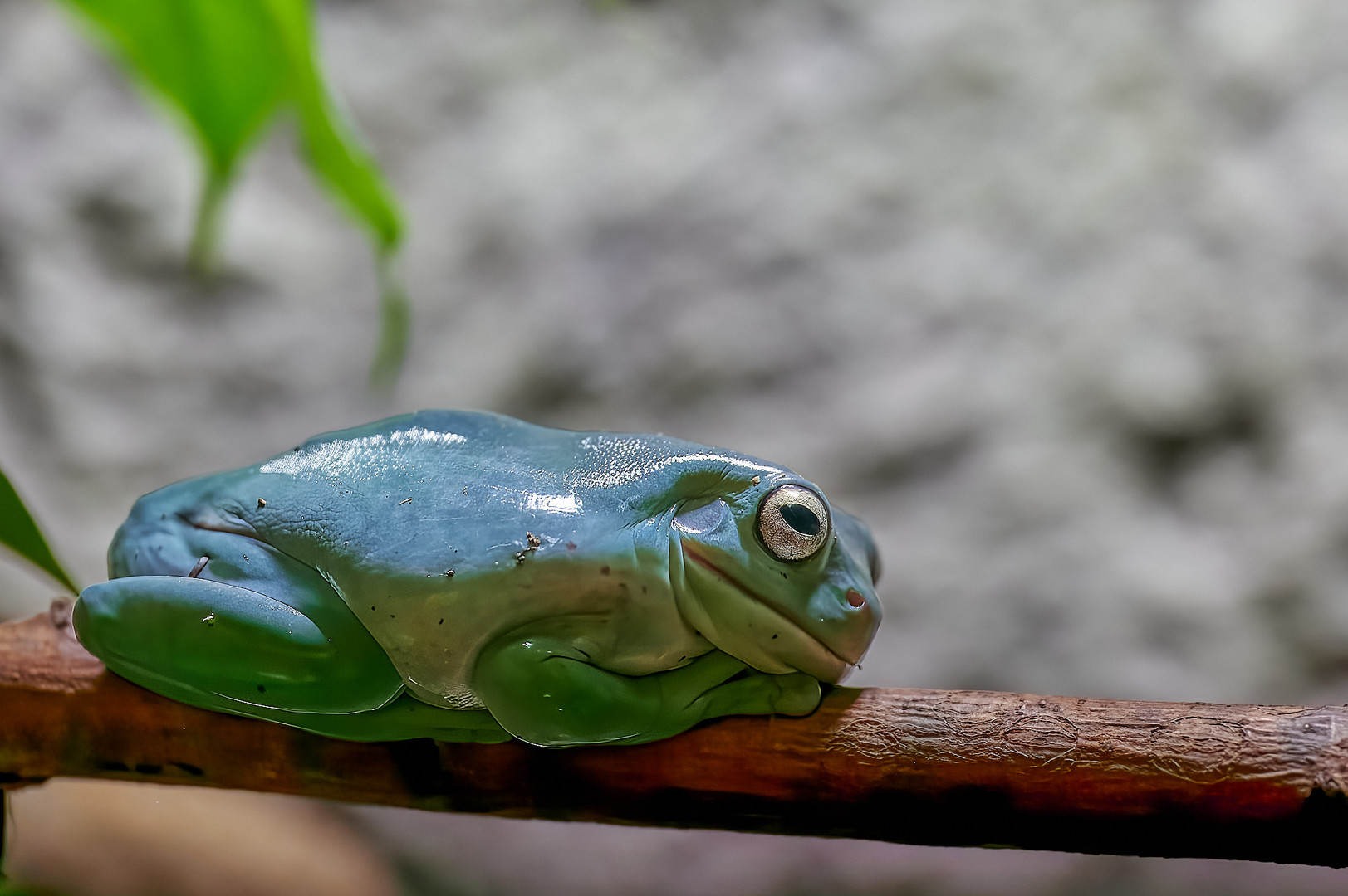 Putziger Korallenfinger-Laubfrosch