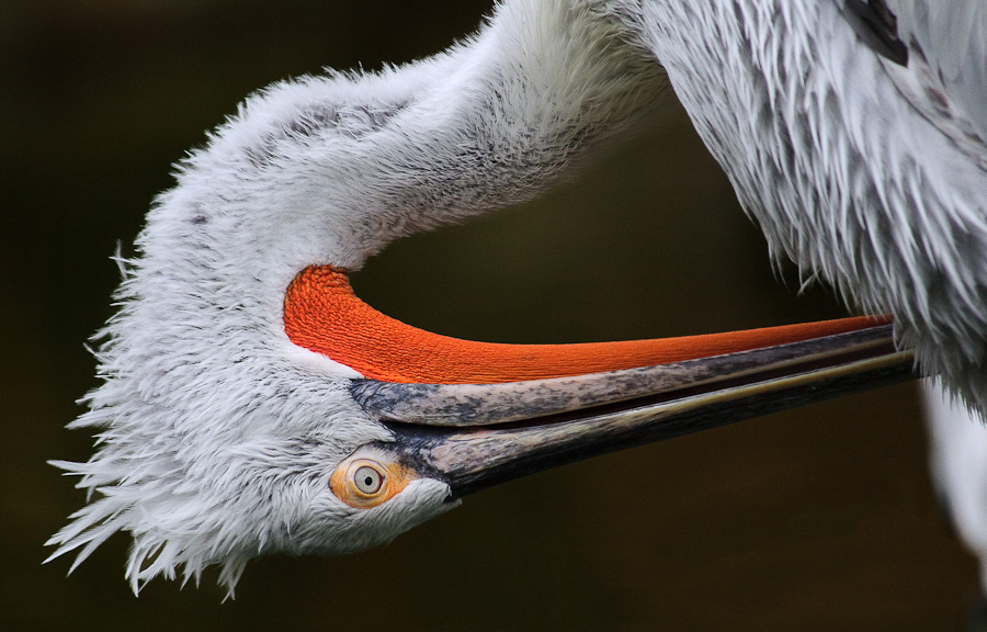 Putziger Krauskopfpelikan * Allwetterzoo Münster