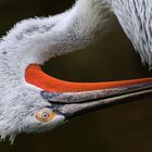 Putziger Krauskopfpelikan * Allwetterzoo Münster