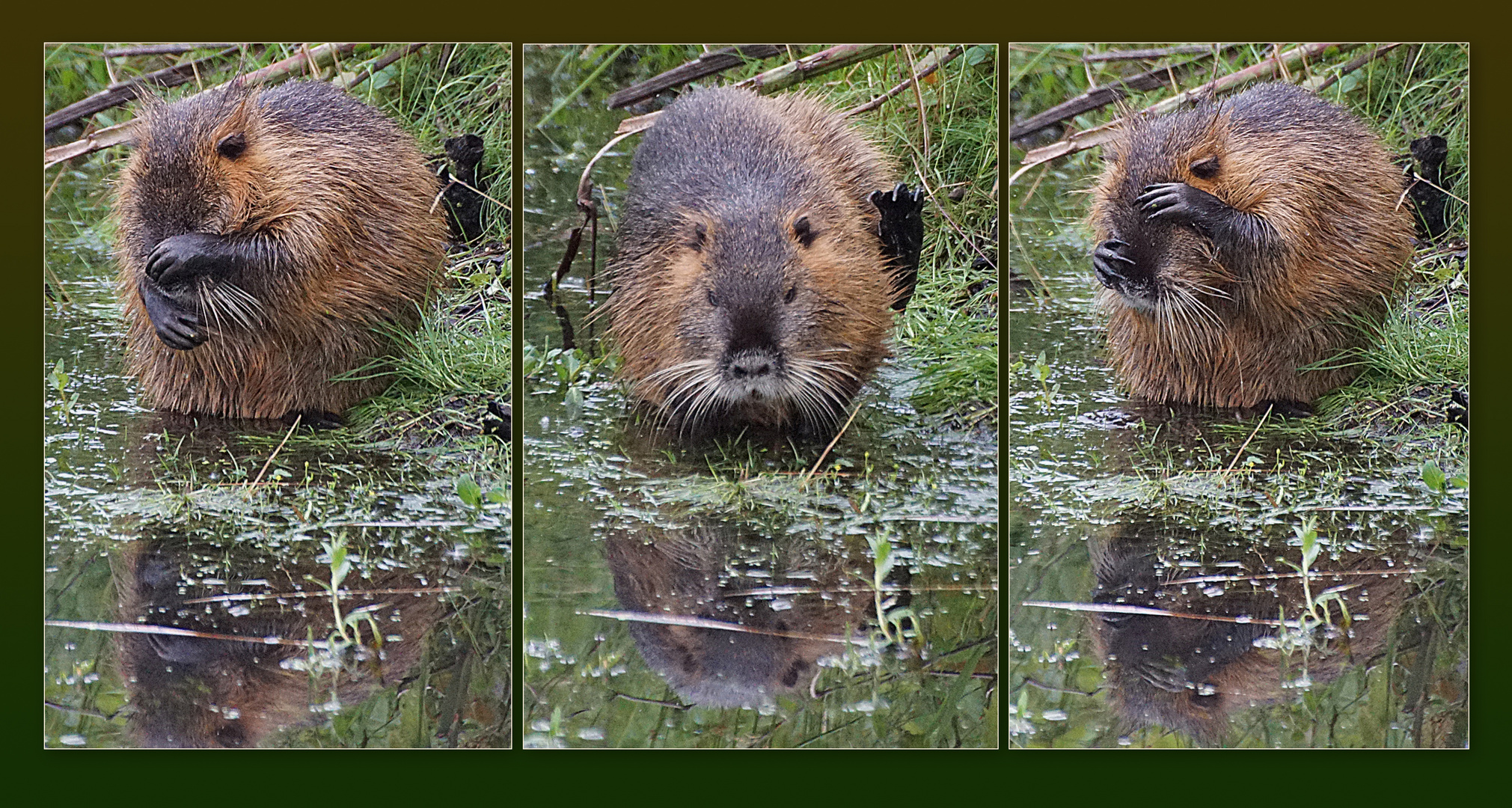 Putziger Nutria 