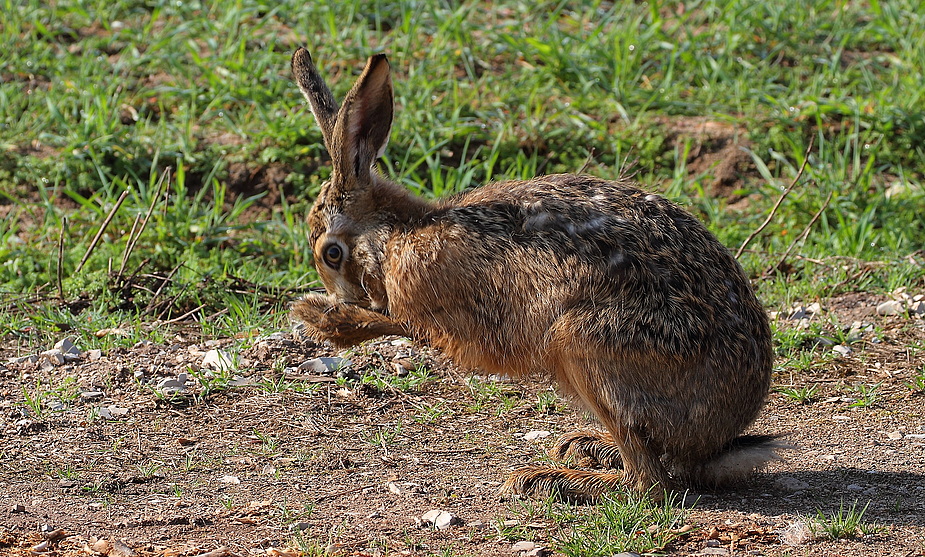 "Putziger .... oder putzender Hase" - das ist hier die Frage