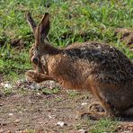 "Putziger .... oder putzender Hase" - das ist hier die Frage