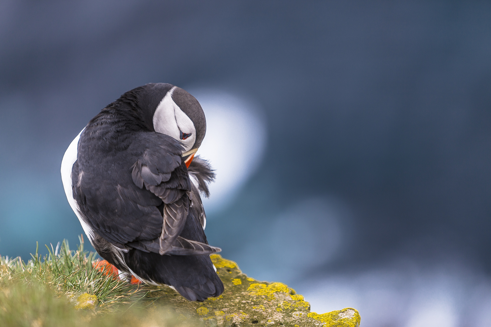 Putziger Papageientaucher auf Island