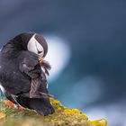 Putziger Papageientaucher auf Island