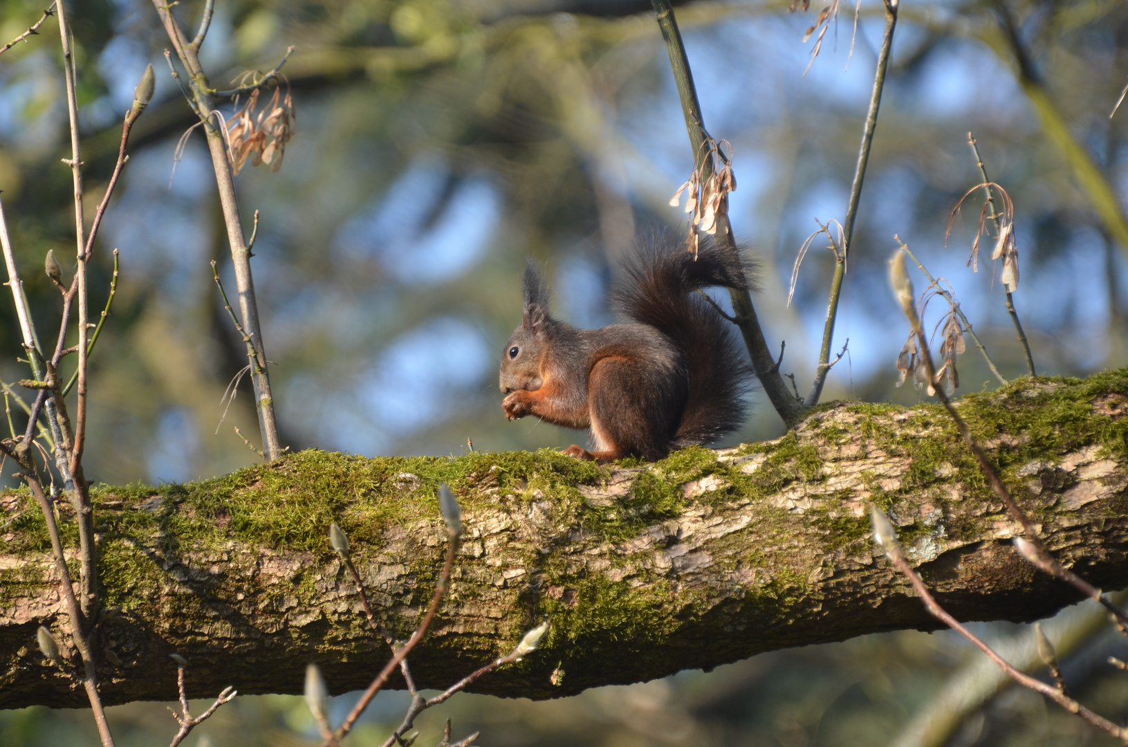 Putziges Eichhörnchen