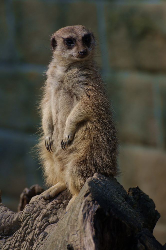 putziges Erdmännchen