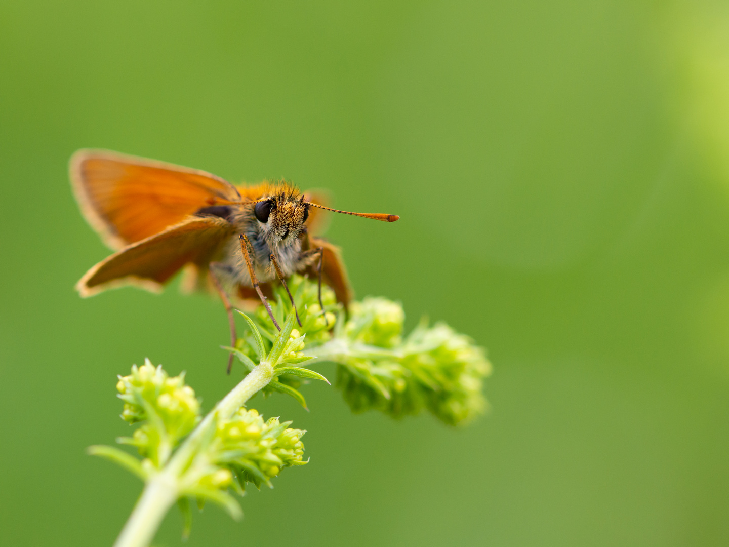 Putziges Kerlchen