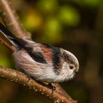 Putziges Meiserl - die Schwanzmeise. Oder?