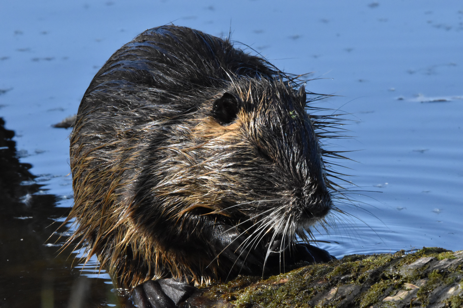 Putziges Nutria