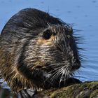 Putziges Nutria