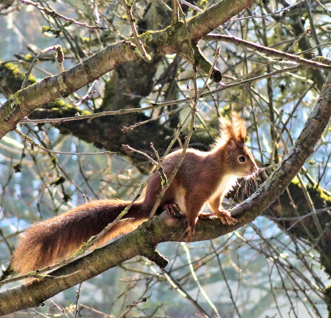 putziges raubtier