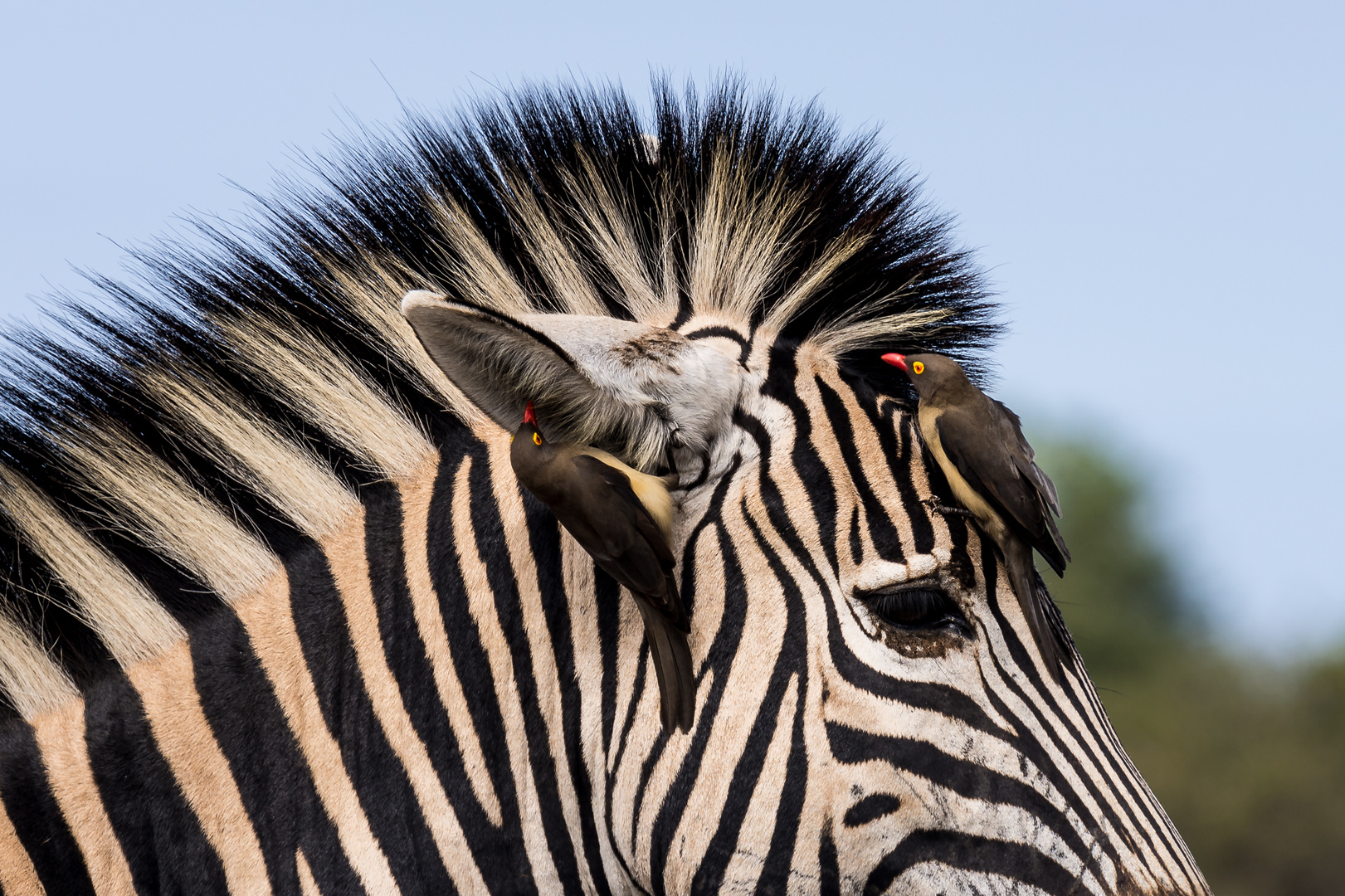 Putzkolonne auf Zebrastreifen