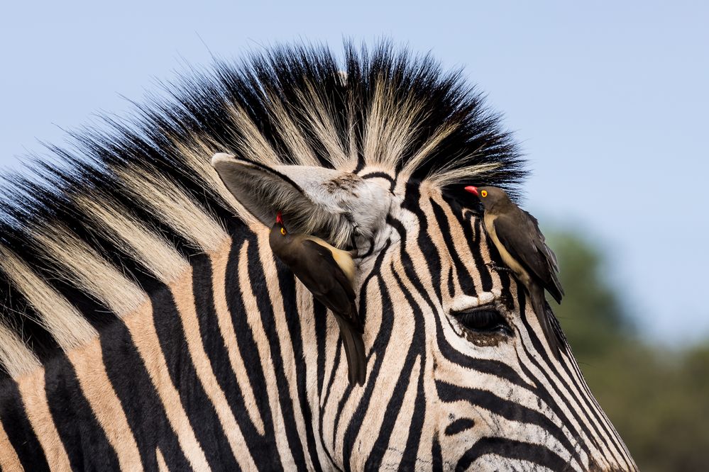 Putzkolonne auf Zebrastreifen