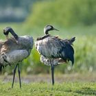 Putzorgie im Biebrza Nationalpark