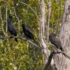 Putzstunde auf dem Kormoranbaum