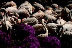 Putzstunde bei den Flamingos