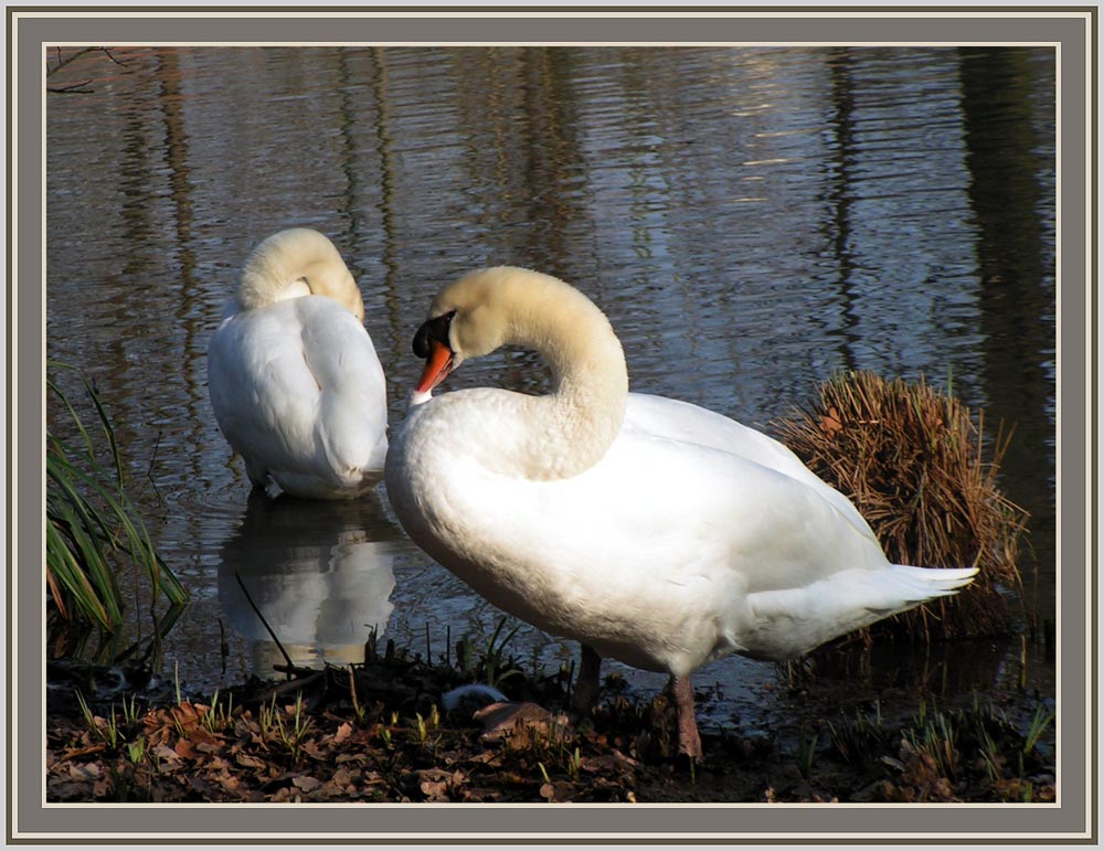 Putzstunde bei Familie Schwan