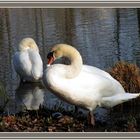 Putzstunde bei Familie Schwan