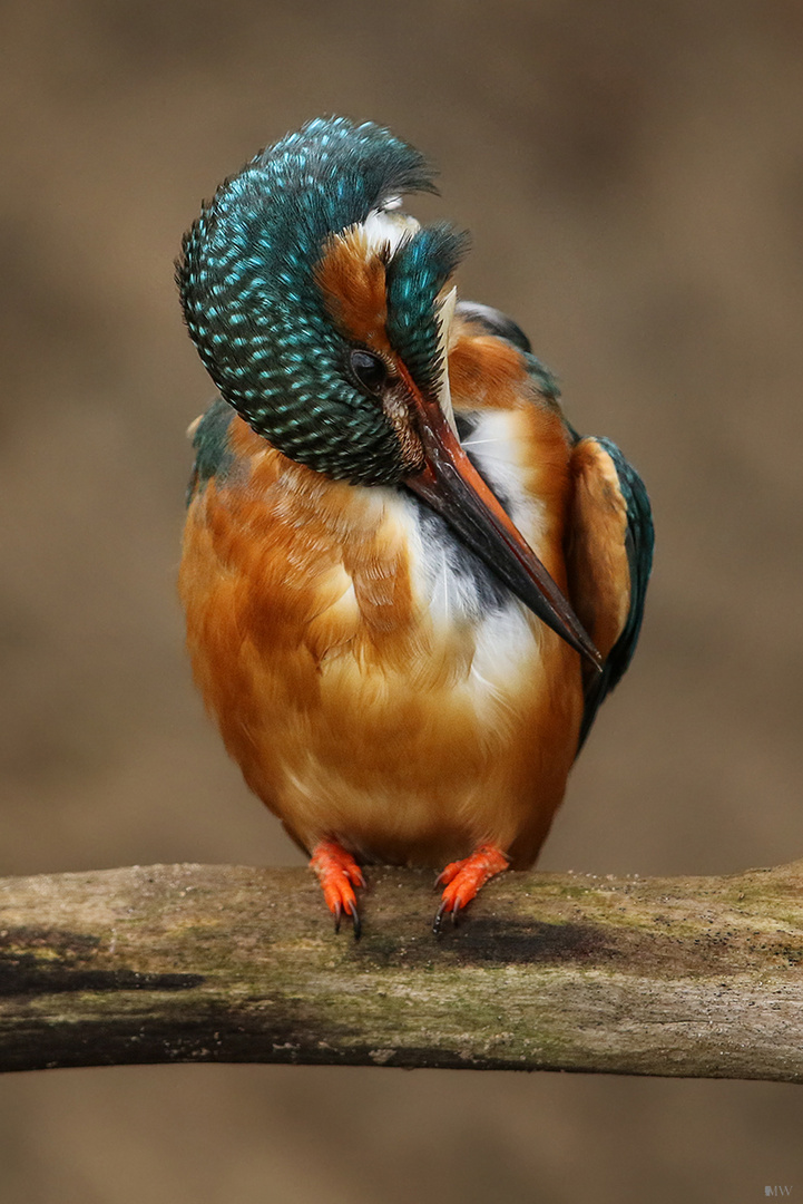 Putzstunde bei Frau Eisvogel