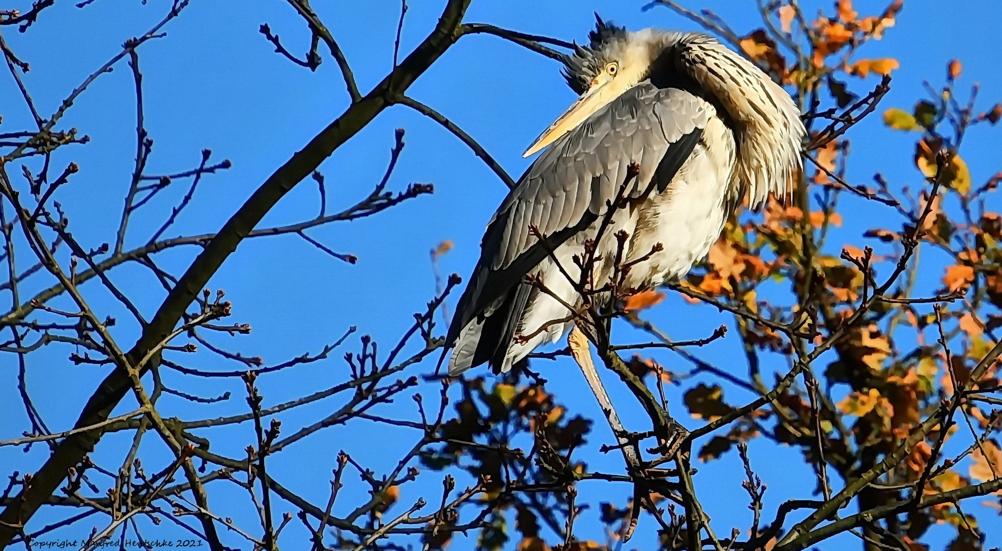 Putzstunde im Baum