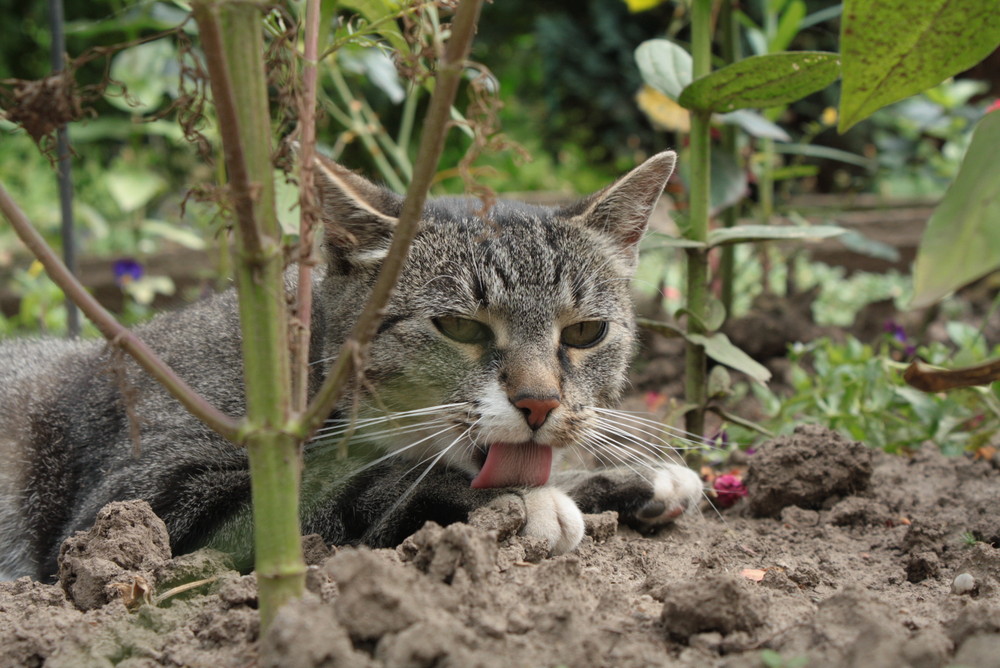 Putzstunde im Gartenbeet