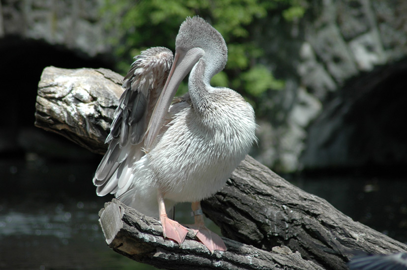 Putztag bei den Pelikanen