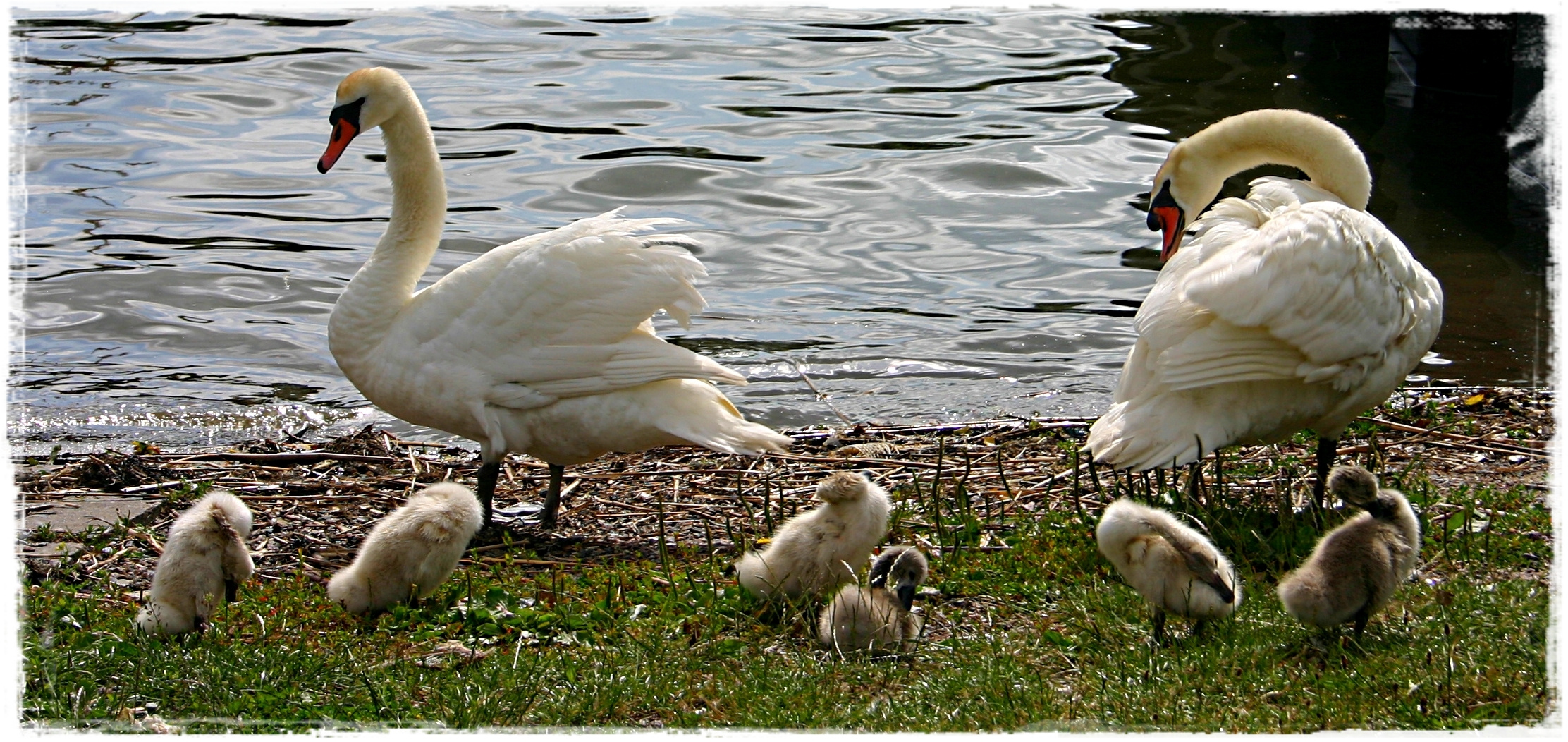 Putztag bei Familie Schwan