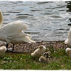 Putztag bei Familie Schwan