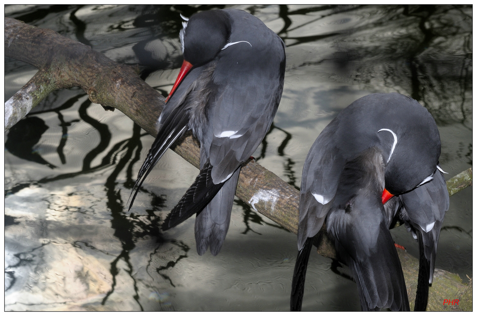 "Putztag"....aber welcher Vogel ist das ?