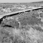 Pu`u Loa Petroglyphs