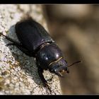 Puuhhhh, der stinkt ;-) Mistkäfer, oder was ist das für einer??