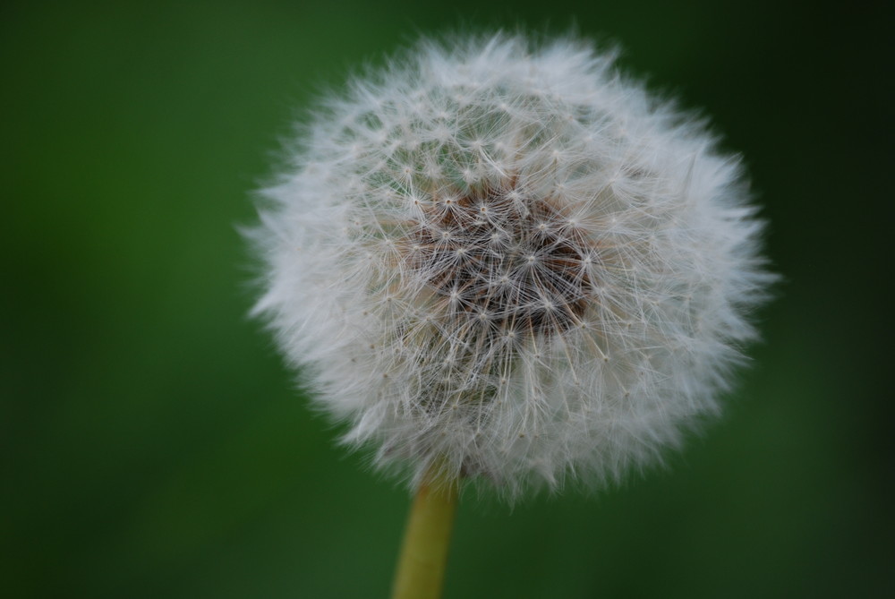 puusteblume