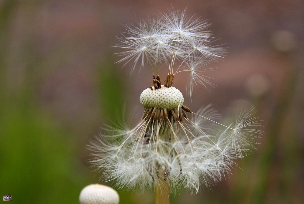 Puuustblümchen