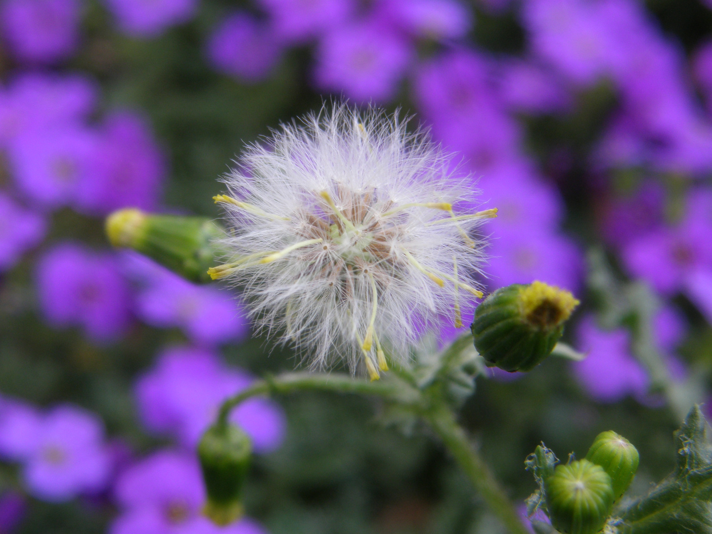 Puuusteblume!