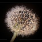 Puuusteblume :-)