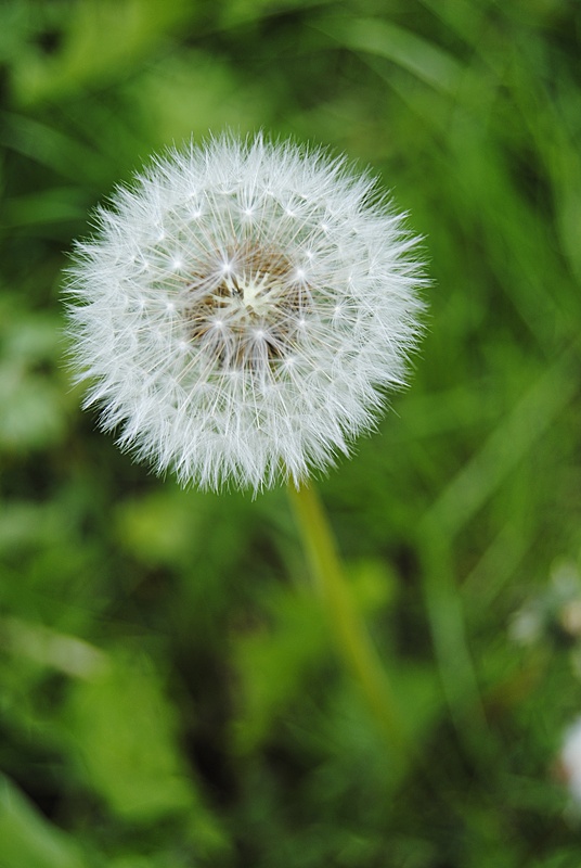 Puuusteblume.