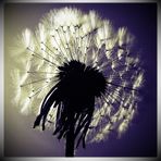 Puuusteblume