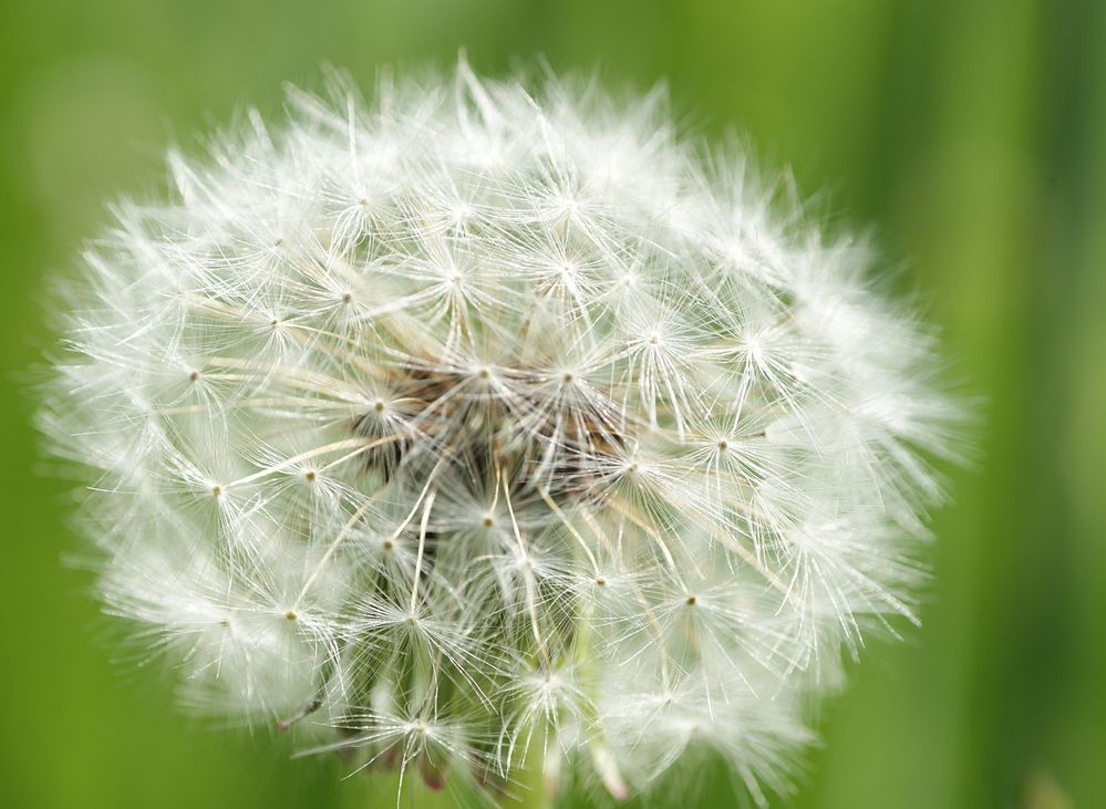 Puuuusteblume