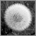 Puuuusteblume ...