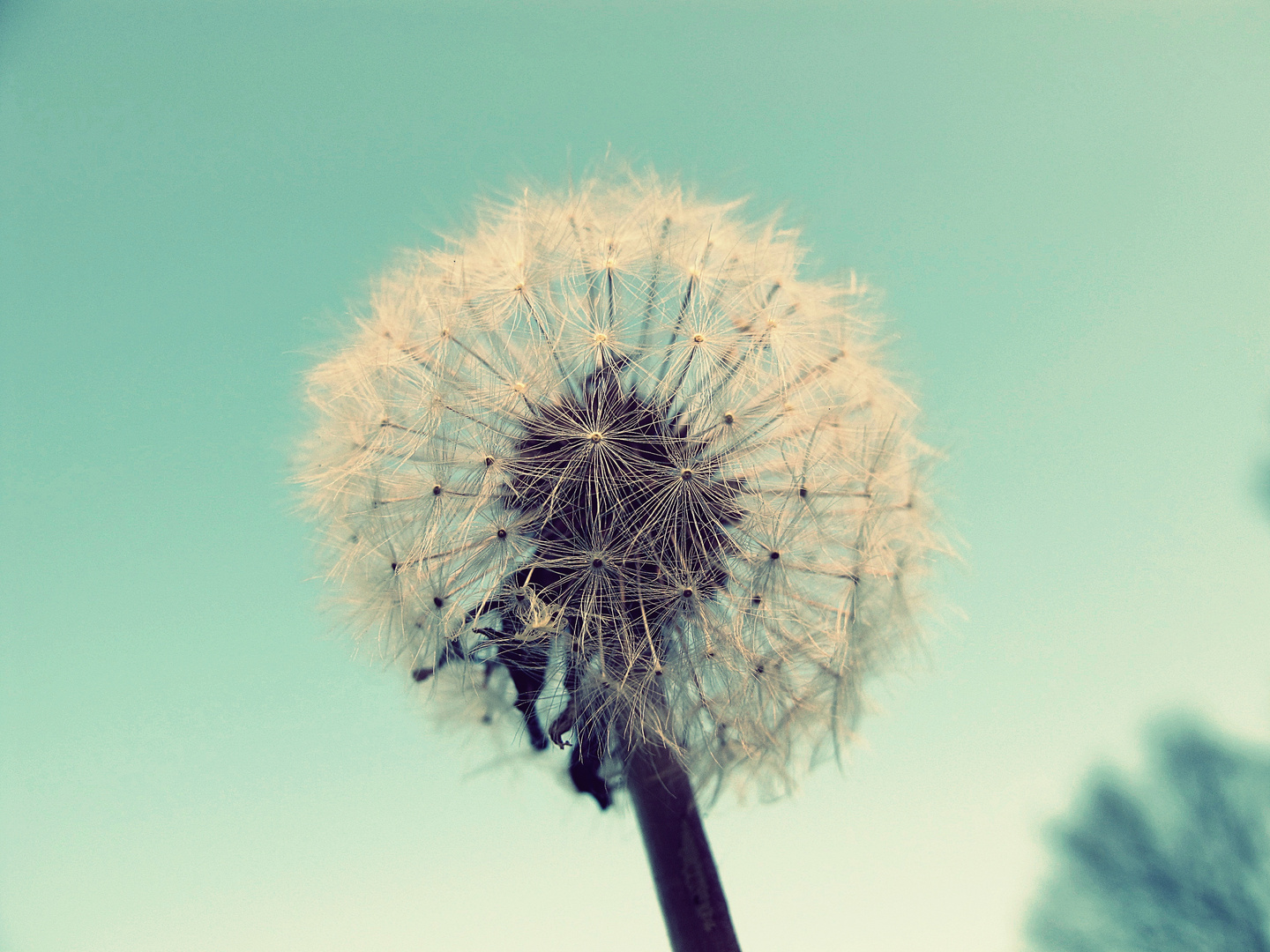 Puuuusteblume