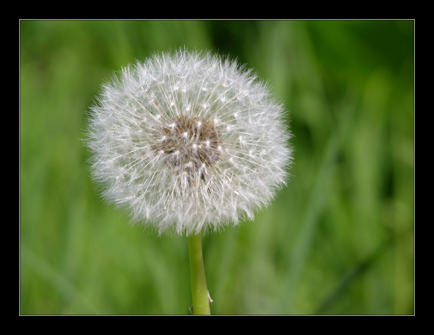 Puuuuusteblume